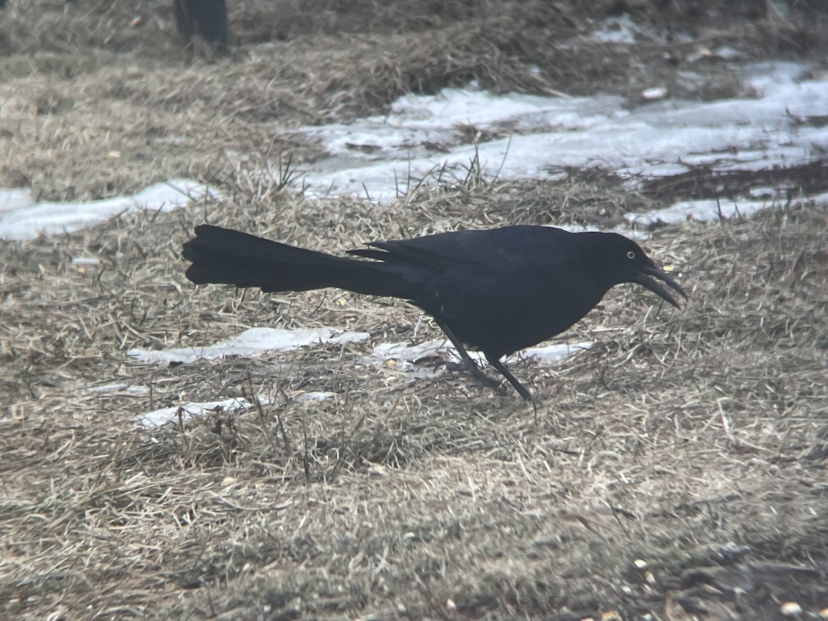 Great-tailed Grackle - ML408384341