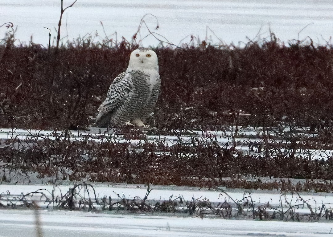 Snowy Owl - Gary and Jan Small