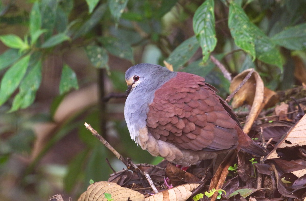 Buff-fronted Quail-Dove - Carlos Sanchez