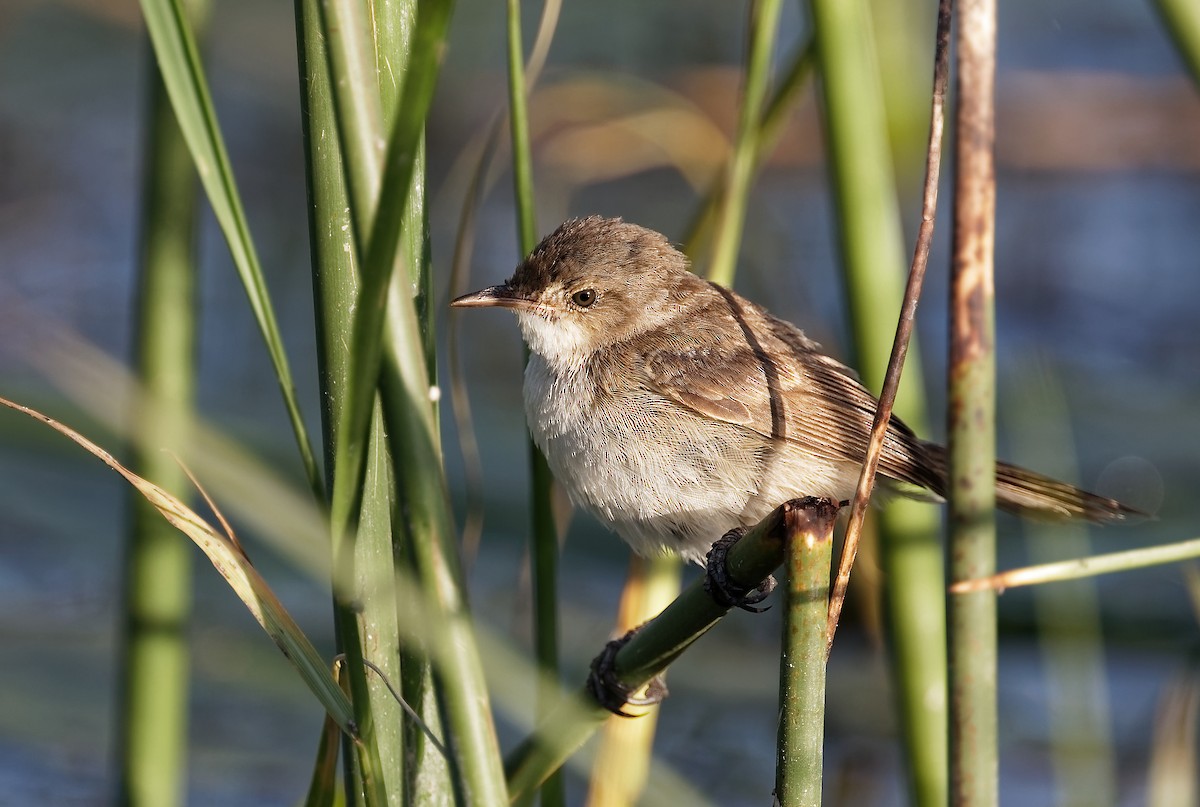 Тростниковая камышевка (группа baeticatus) - ML408389231
