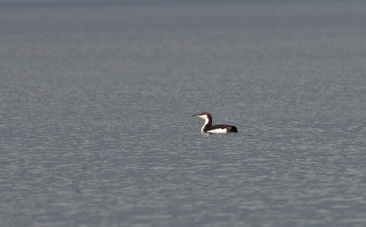 Arctic Loon - ML408389551