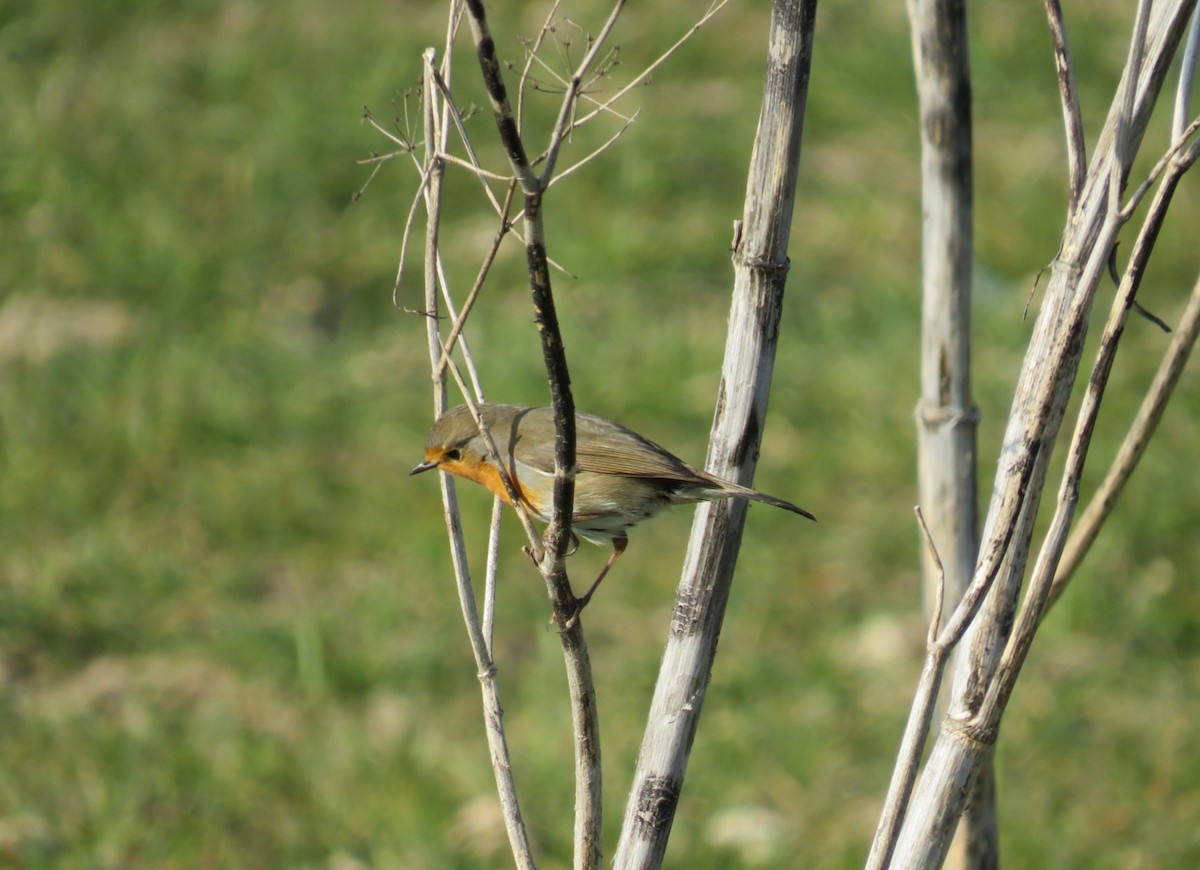 European Robin - ML408390281