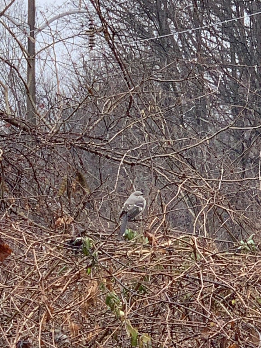 Northern Mockingbird - ML408392161