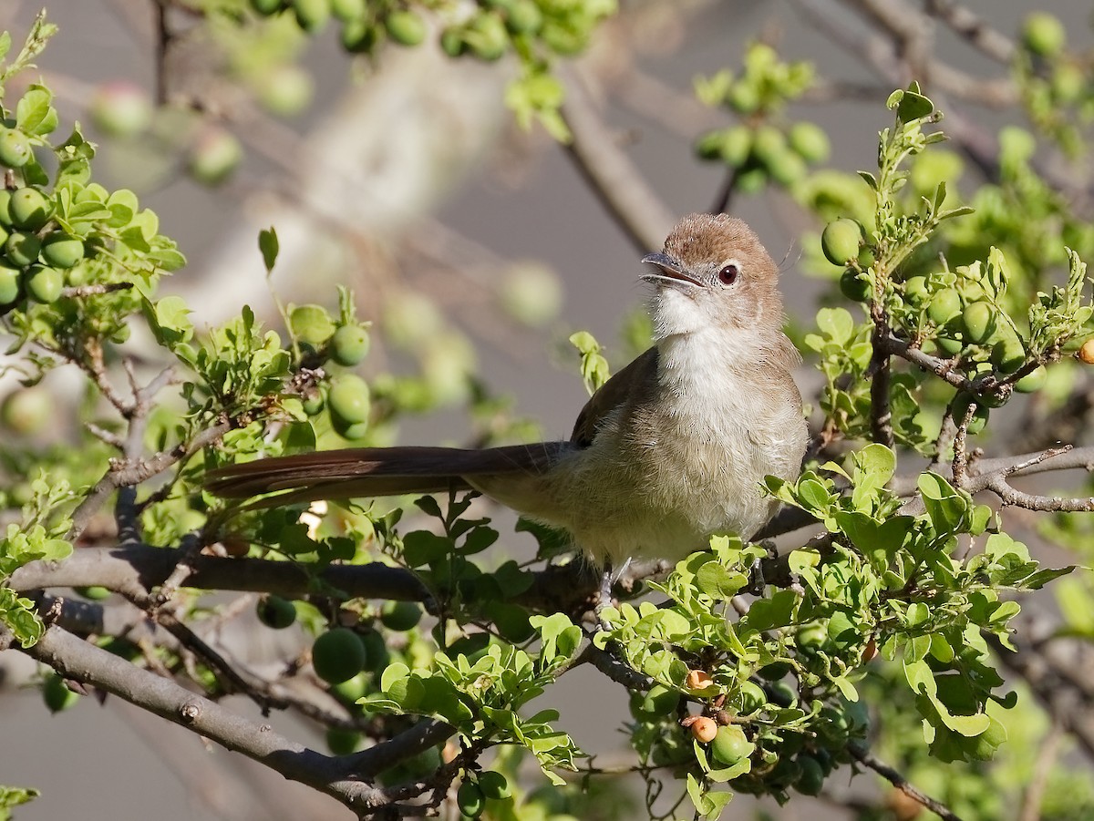 Northern Brownbul - ML408392441