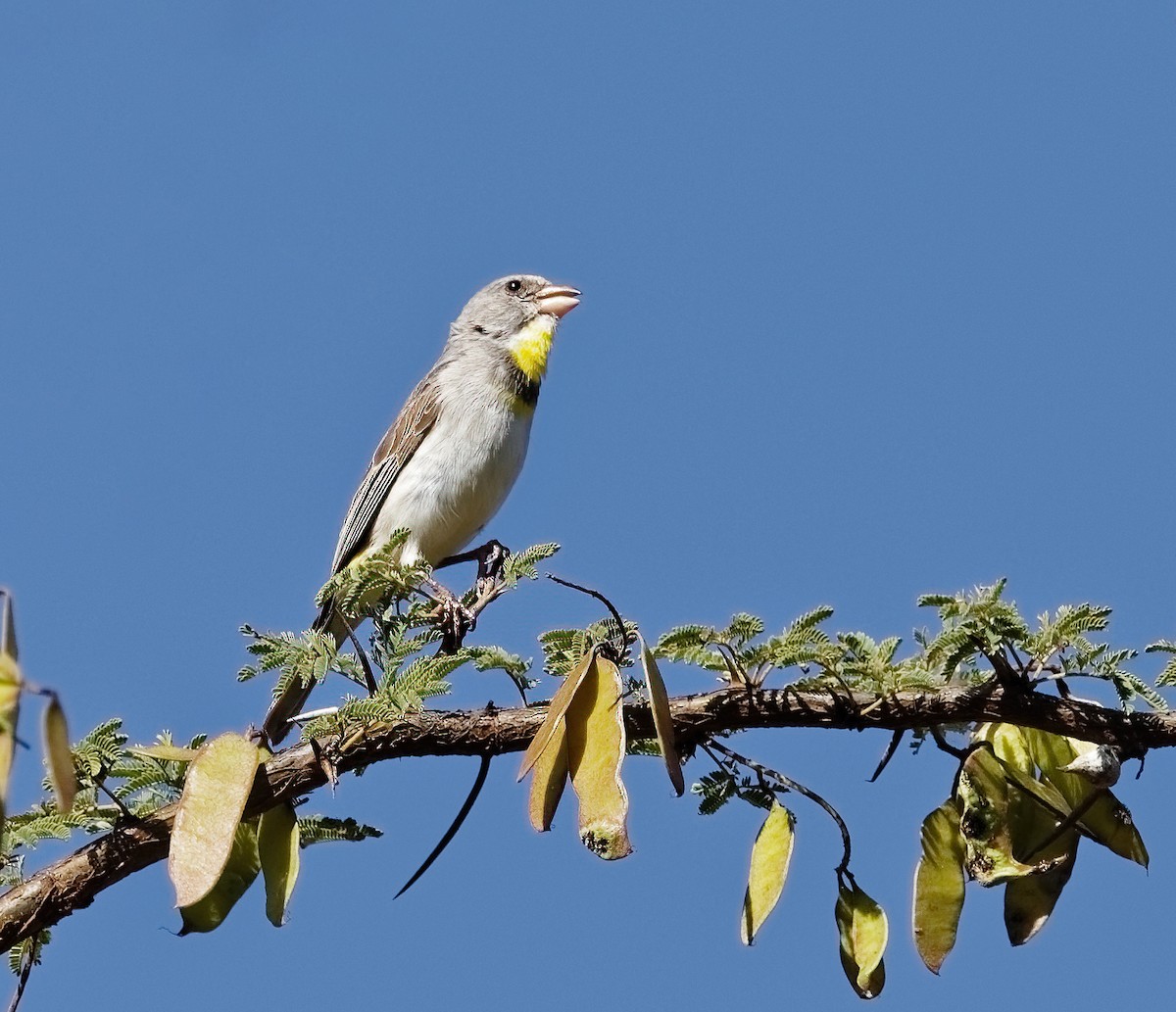 Serin de Salvadori - ML408392601