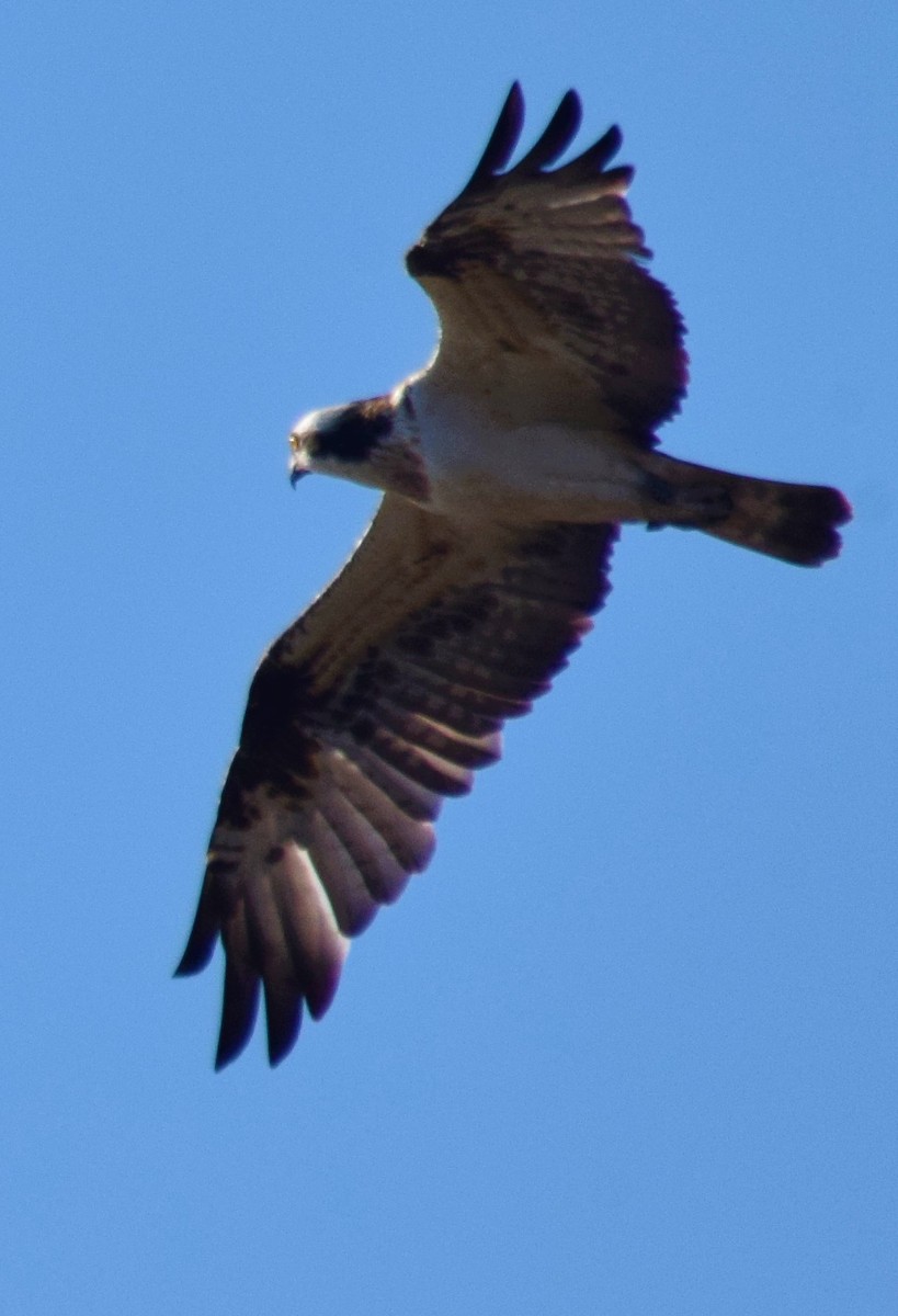 Águila Pescadora - ML408393191