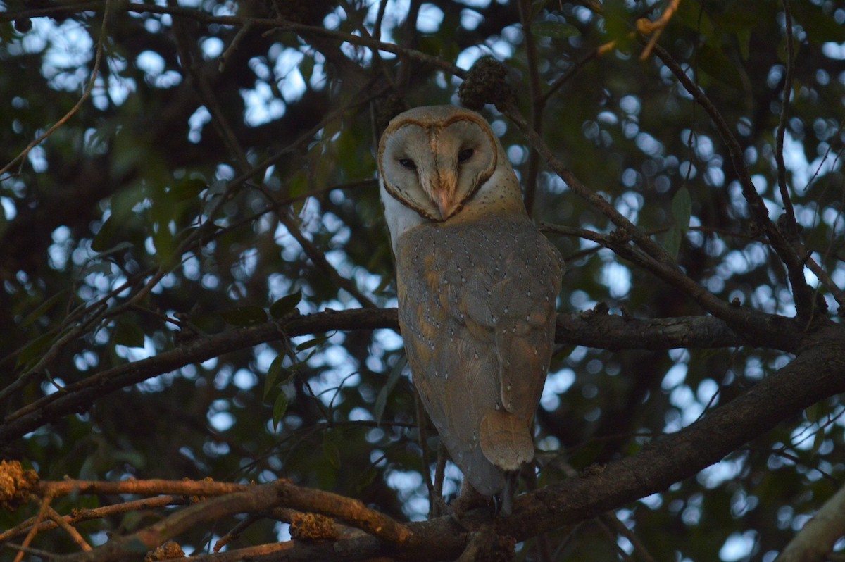 Barn Owl - Karthik Thrikkadeeri