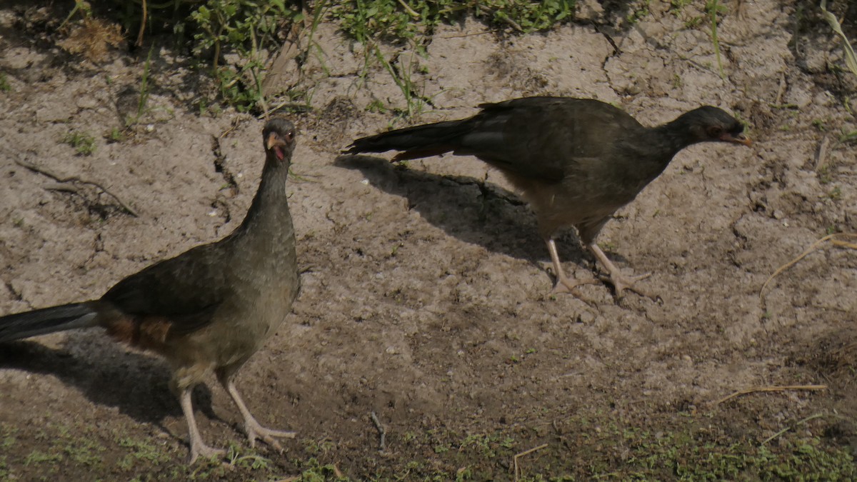 Chaco Chachalaca - Jose Guillermo  Aguilera Jara