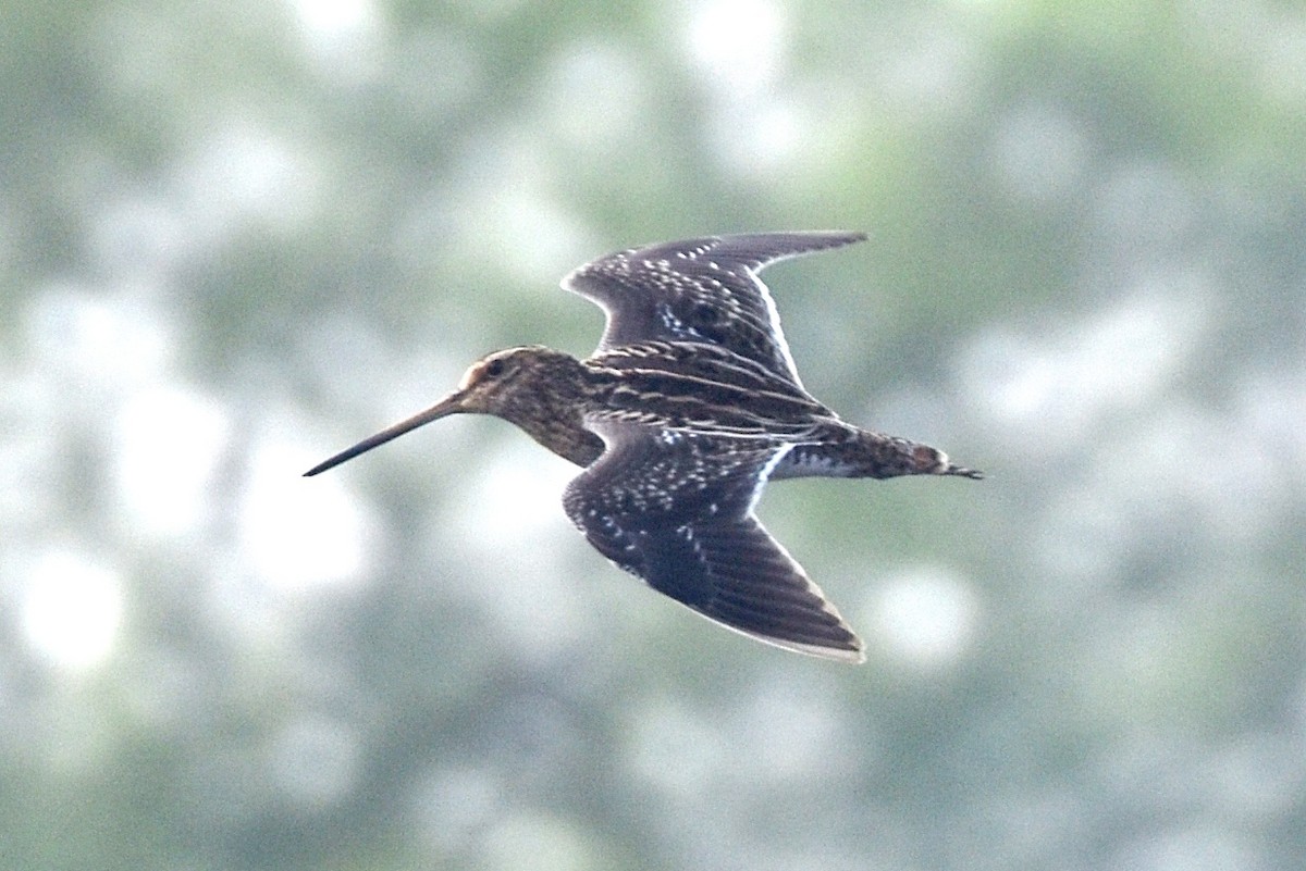 Common Snipe - Dr Mohammed Umer  Sharieff