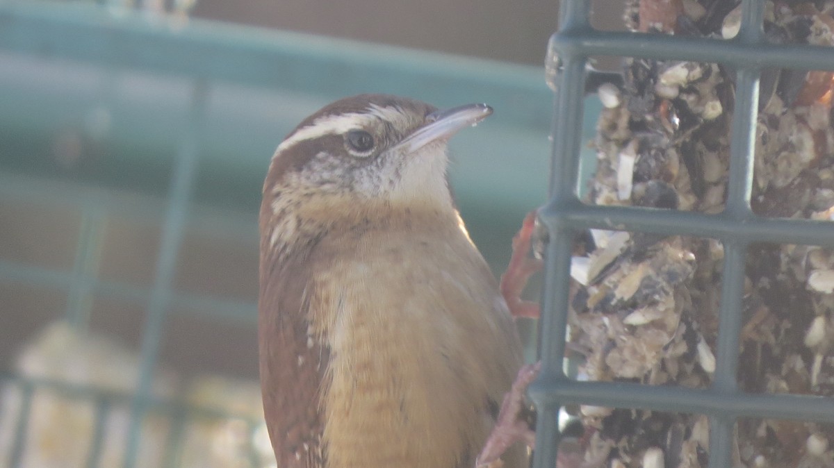 Carolina Wren - Mayte Torres