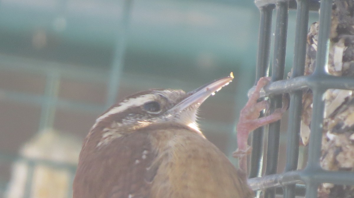 Carolina Wren - ML408396321