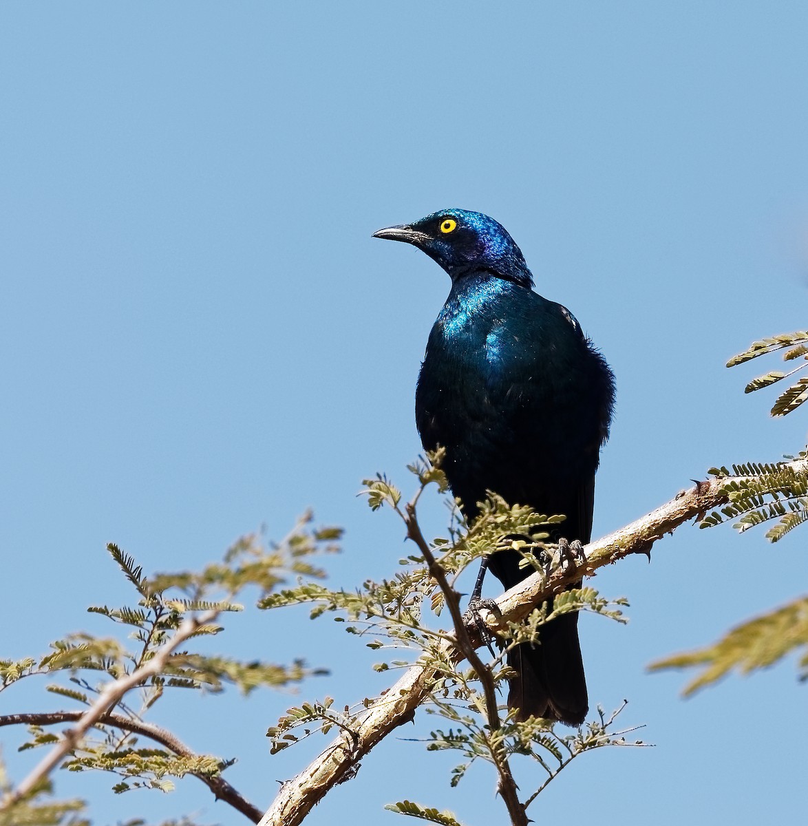 Greater Blue-eared Starling - ML408396641
