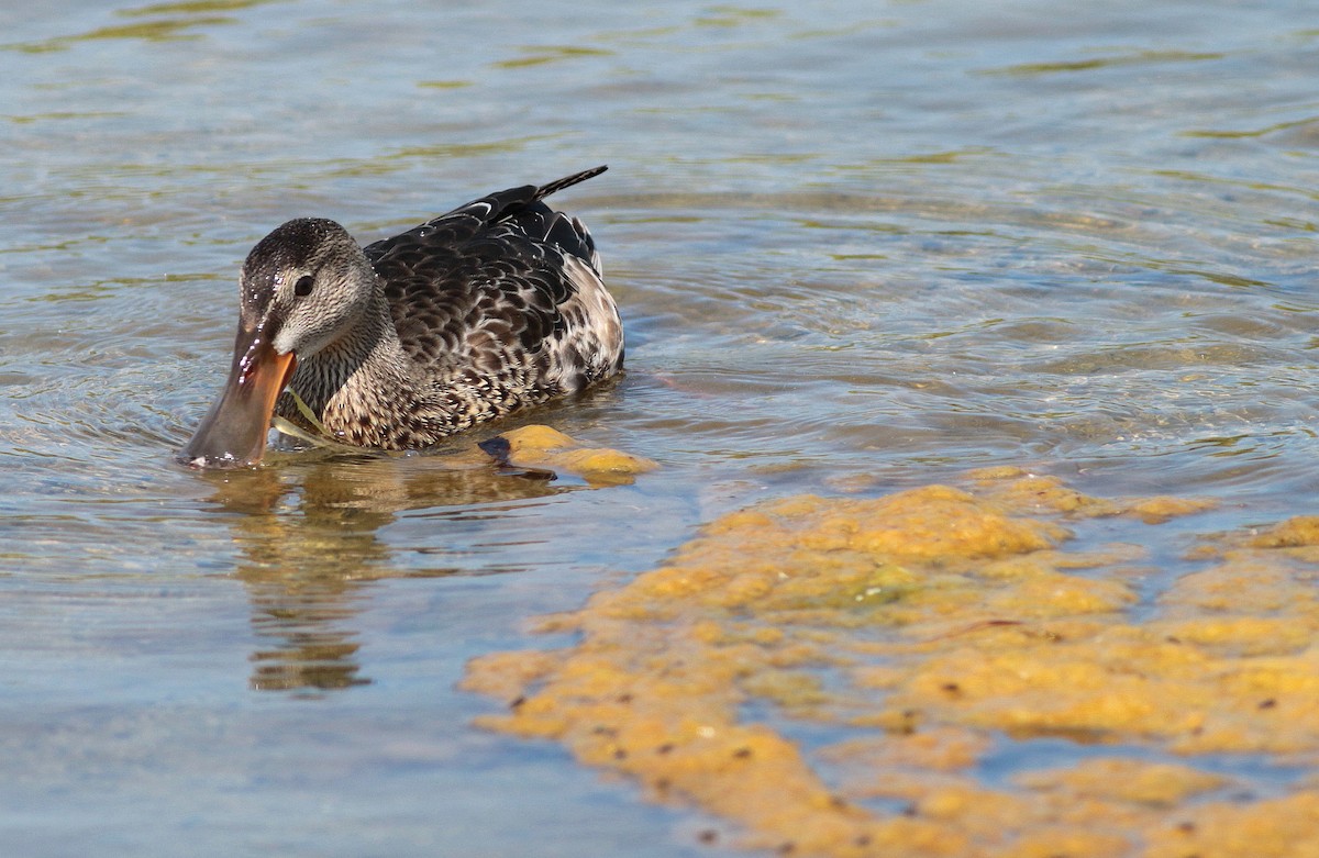 Northern Shoveler - ML408397451