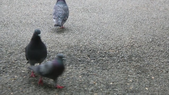 Rock Pigeon (Feral Pigeon) - ML408397871