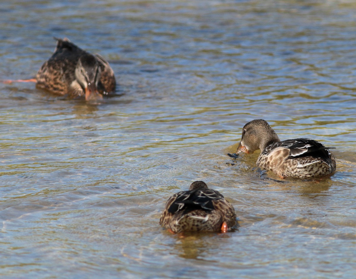 Northern Shoveler - ML408397891