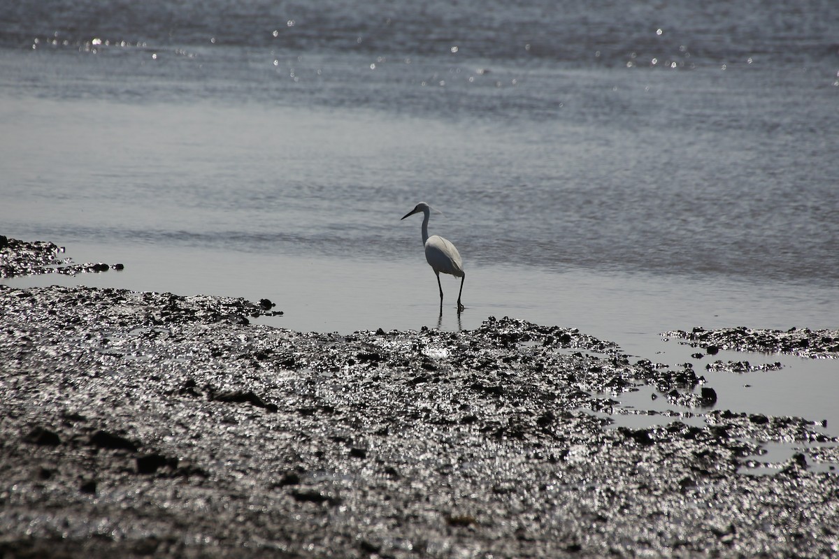 Western Reef-Heron - Paul Chapman