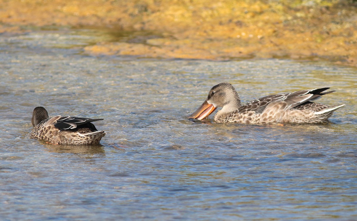 Northern Shoveler - John & Ivy  Gibbons