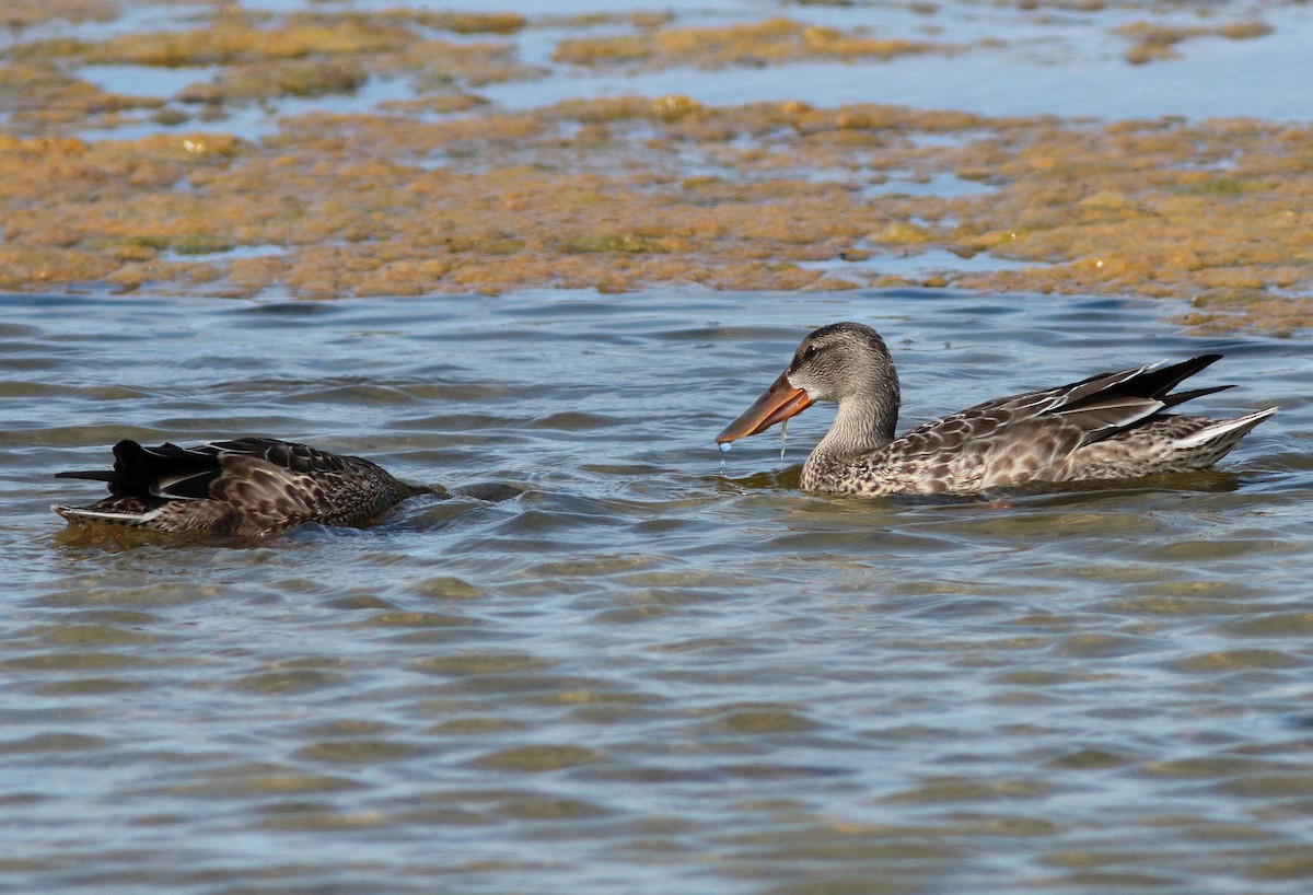 Northern Shoveler - ML408398521