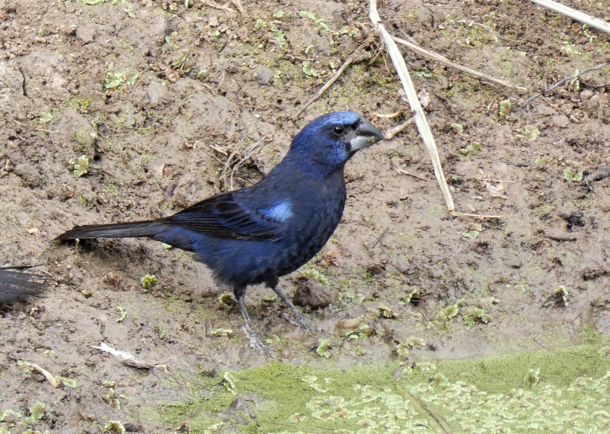 Ultramarine Grosbeak - ML408399491