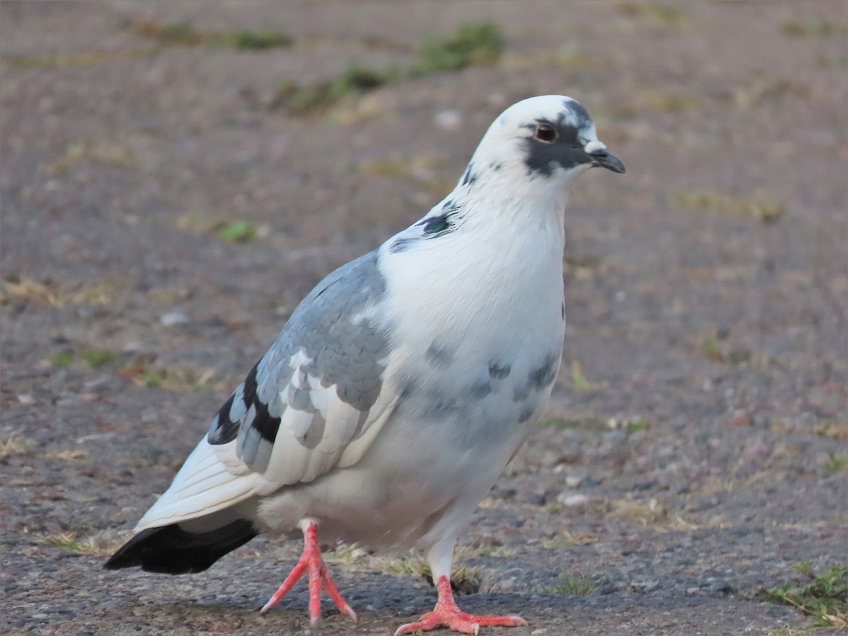 Rock Pigeon (Feral Pigeon) - ML408402101
