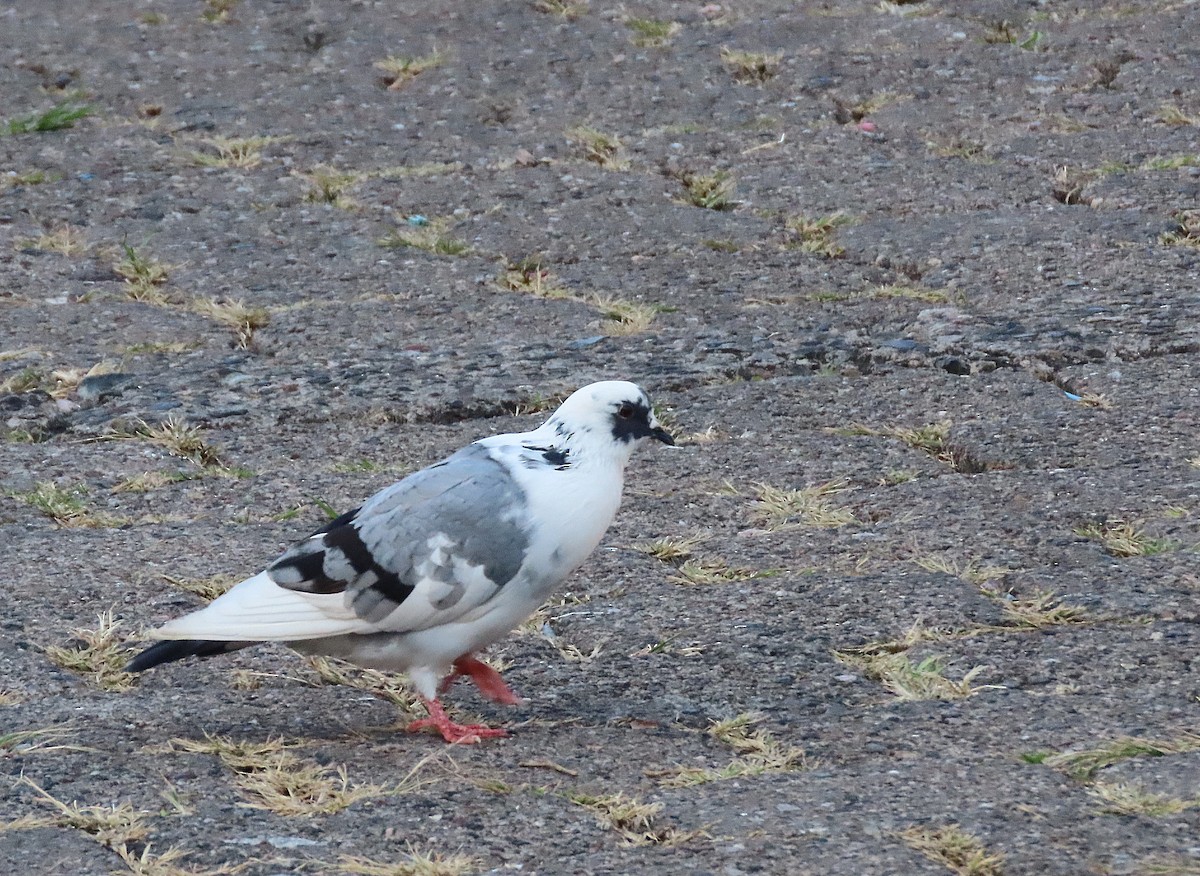 Rock Pigeon (Feral Pigeon) - ML408402211