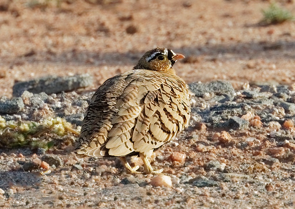 Black-faced Sandgrouse - ML408403041