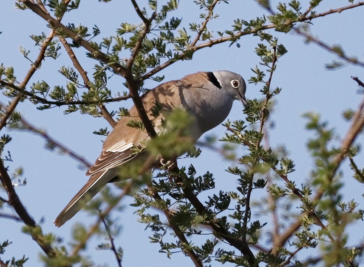 White-winged Collared-Dove - ML408403121