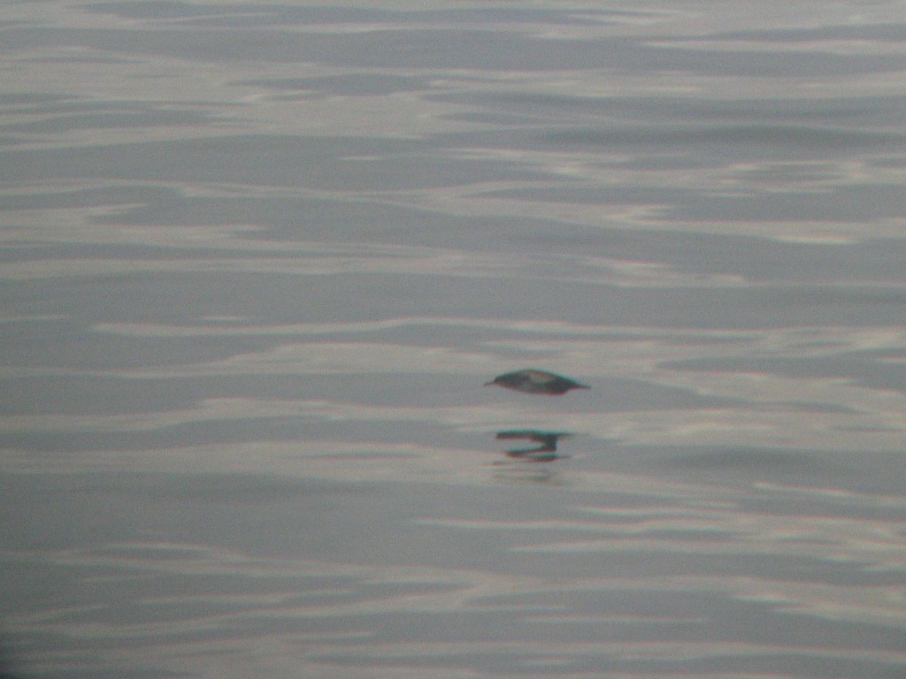 Balearic Shearwater - ML408403671