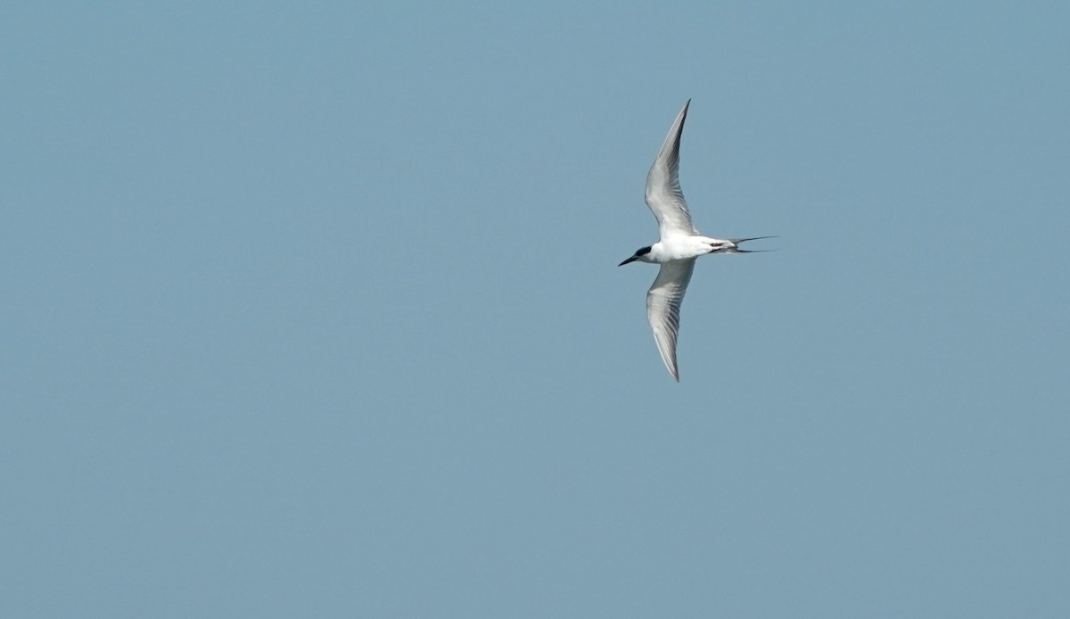 Forster's Tern - ML408404981