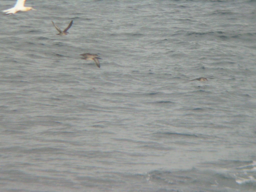 Balearic Shearwater - ML408405181