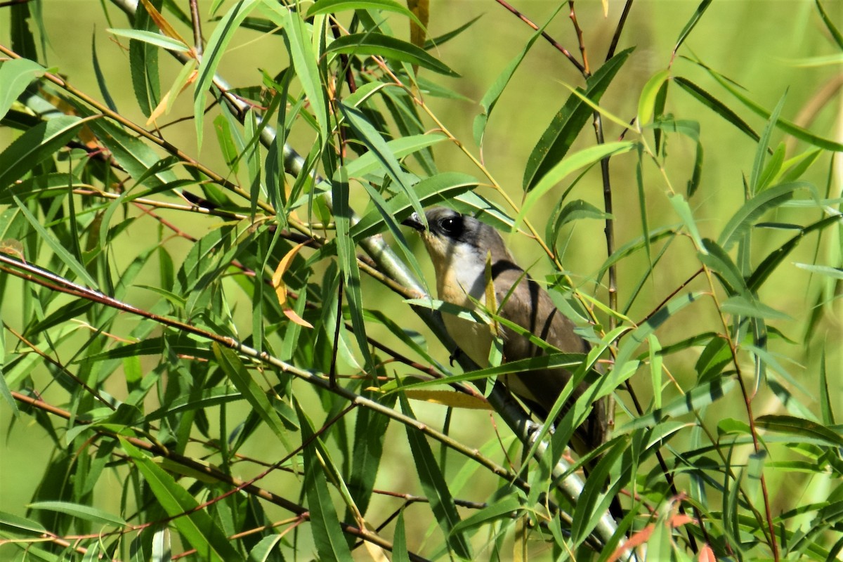 Dark-billed Cuckoo - Victor Leber