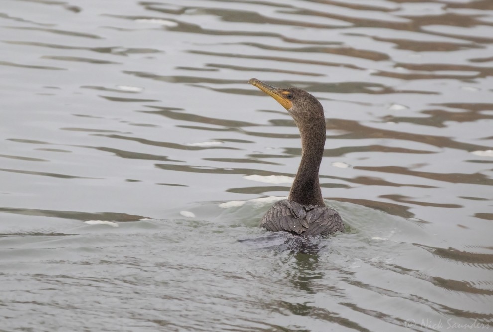 Double-crested Cormorant - Nick Saunders