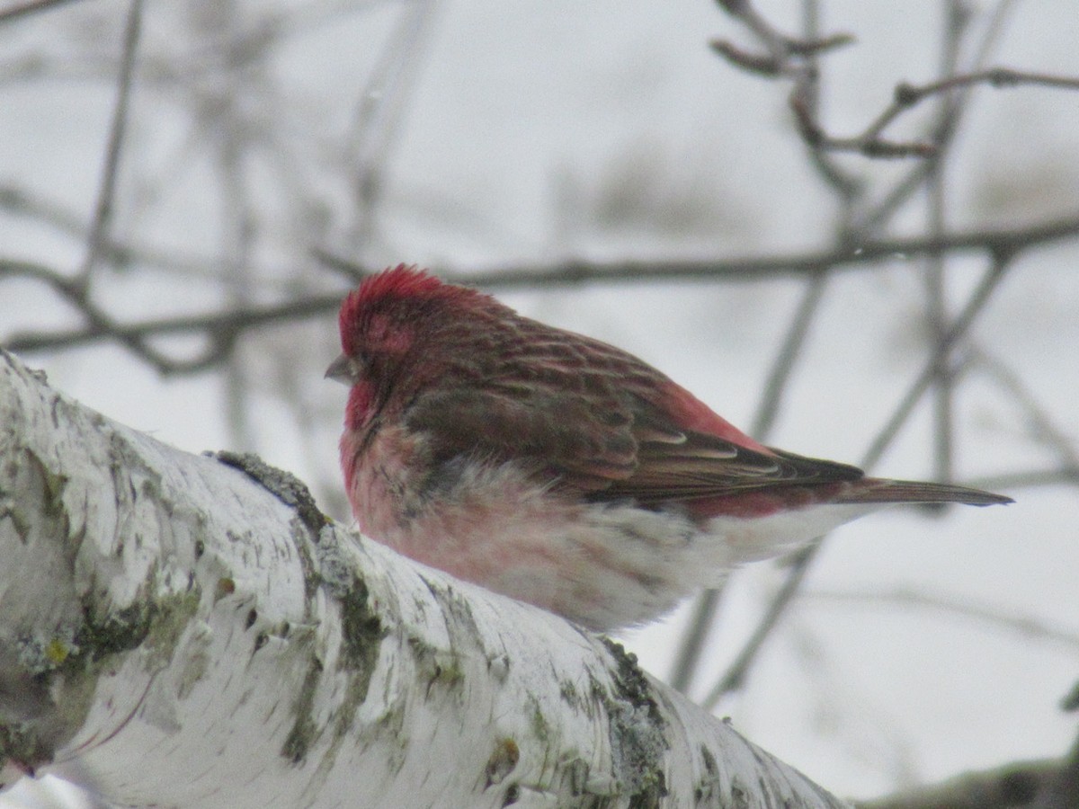 Purple Finch - ML408409961