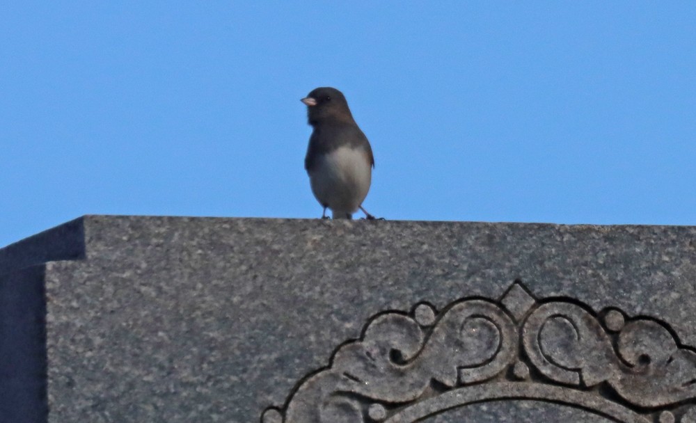 Dark-eyed Junco - ML408410051
