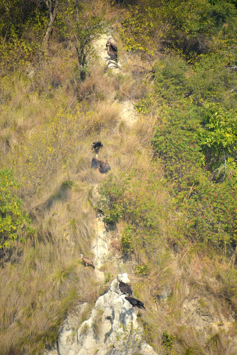 Himalayan Griffon - Sipu Kumar