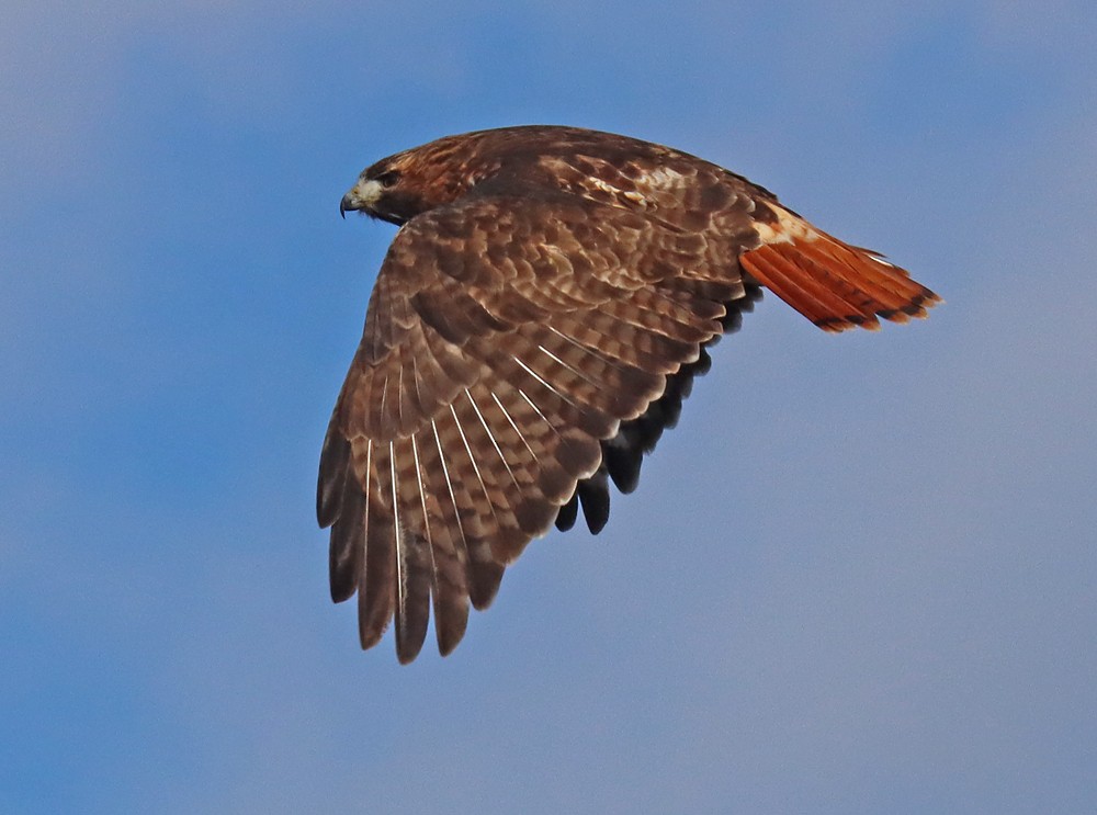 Red-tailed Hawk - ML408410271