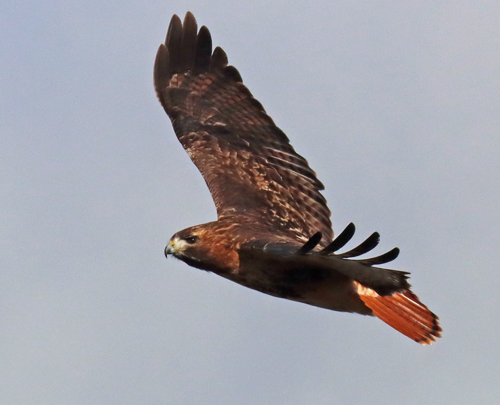 Red-tailed Hawk - ML408410291