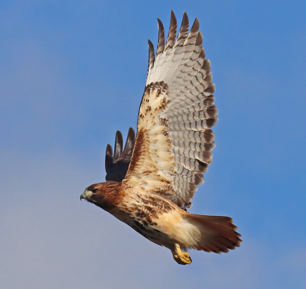 Red-tailed Hawk - ML408410301