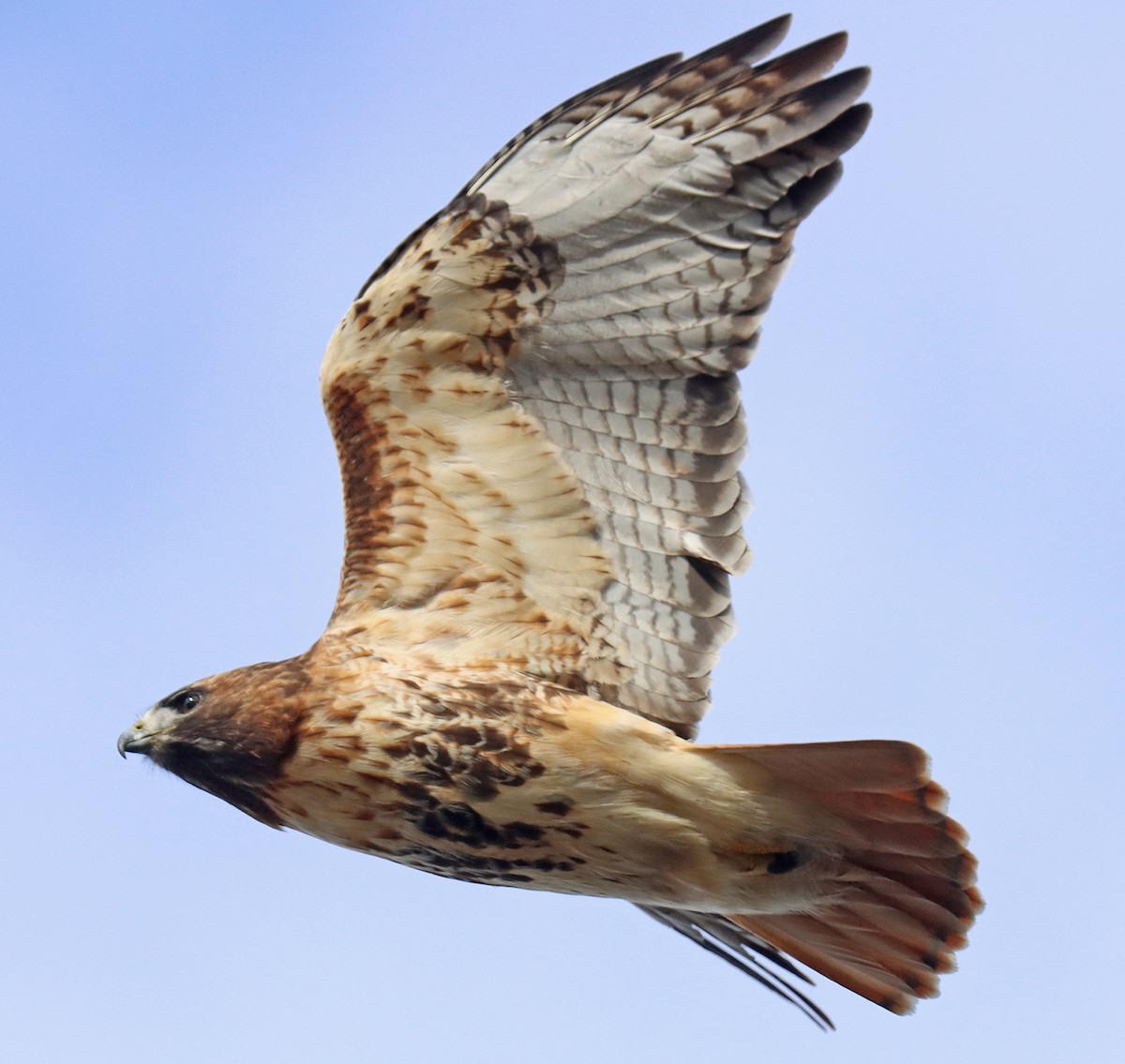 Red-tailed Hawk - ML408410311