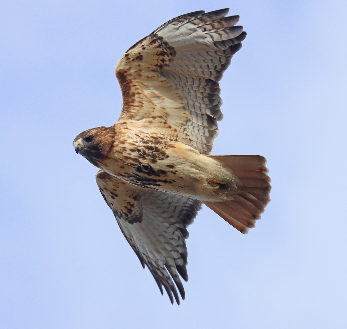 Red-tailed Hawk - ML408410321