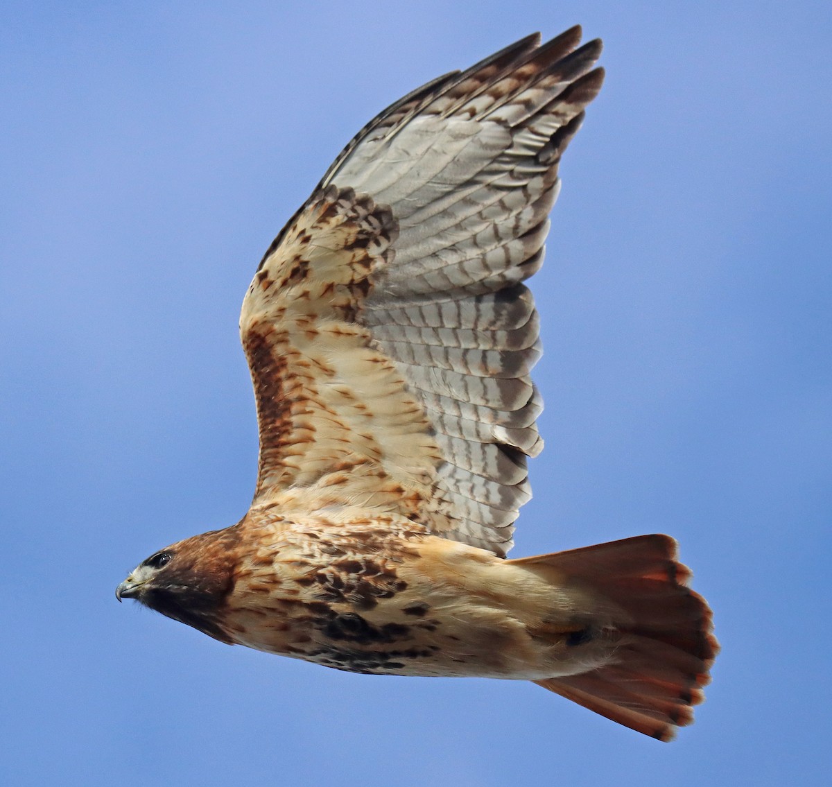 Red-tailed Hawk - ML408410331