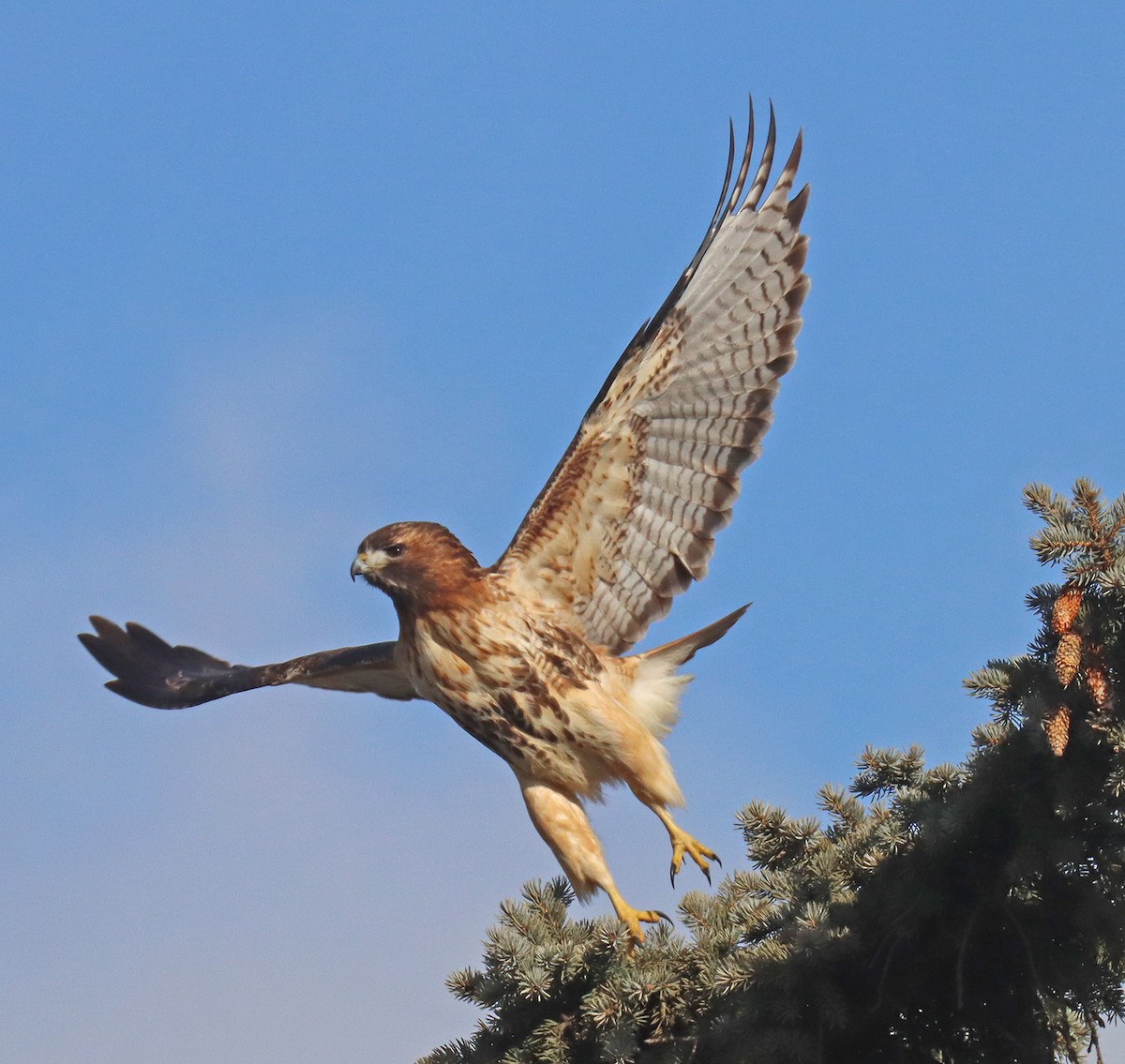 Rotschwanzbussard - ML408410351