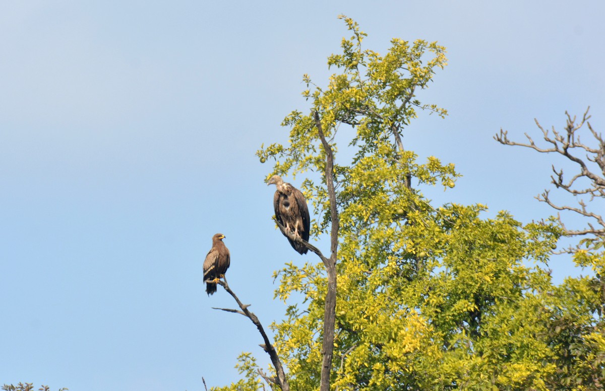 Steppe Eagle - ML408410451