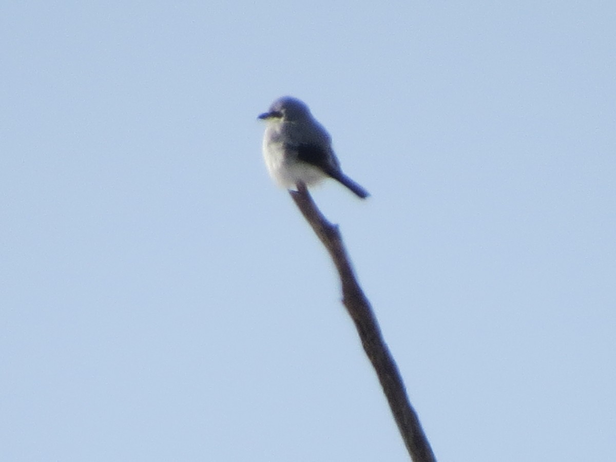 Antzandobi boreala - ML408411321