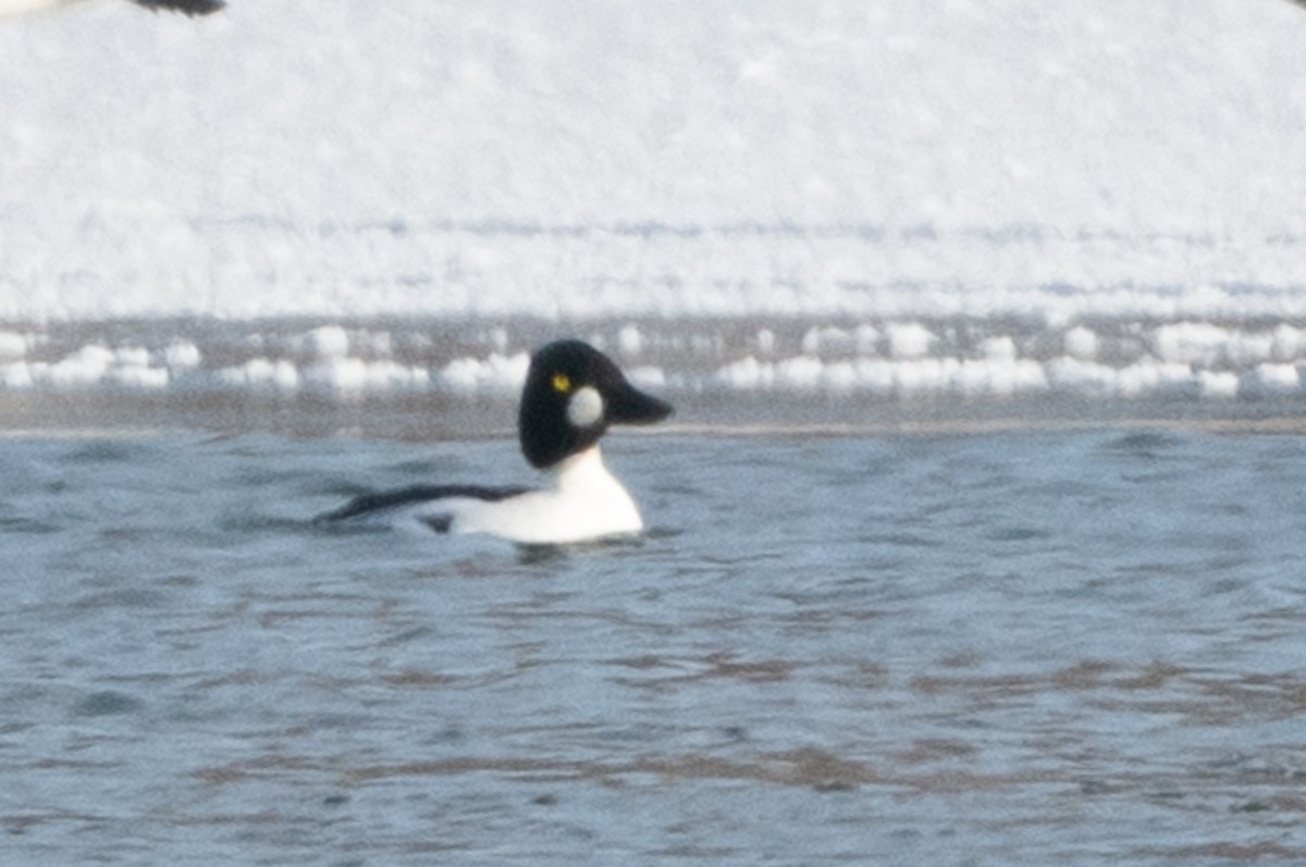 Common Goldeneye - ML408411411