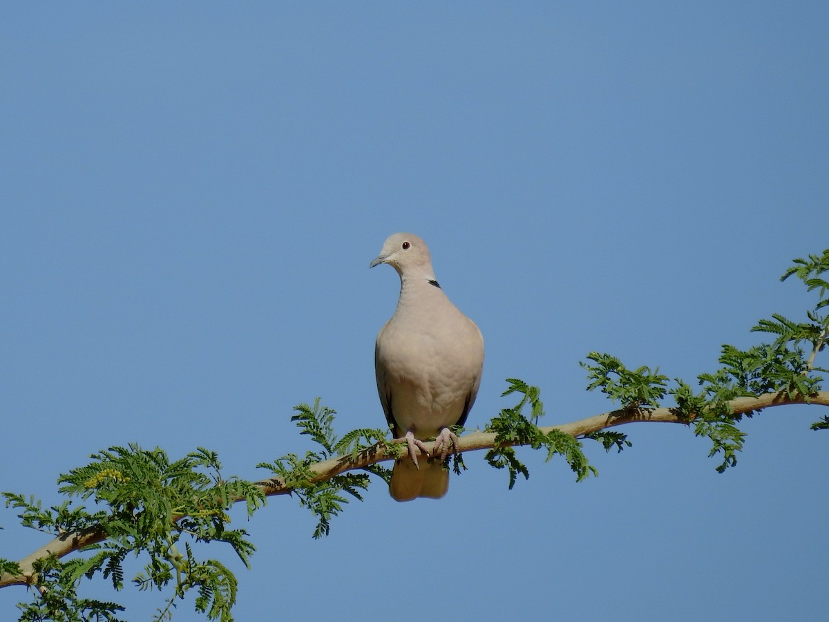 African Collared-Dove - Juan Ramírez