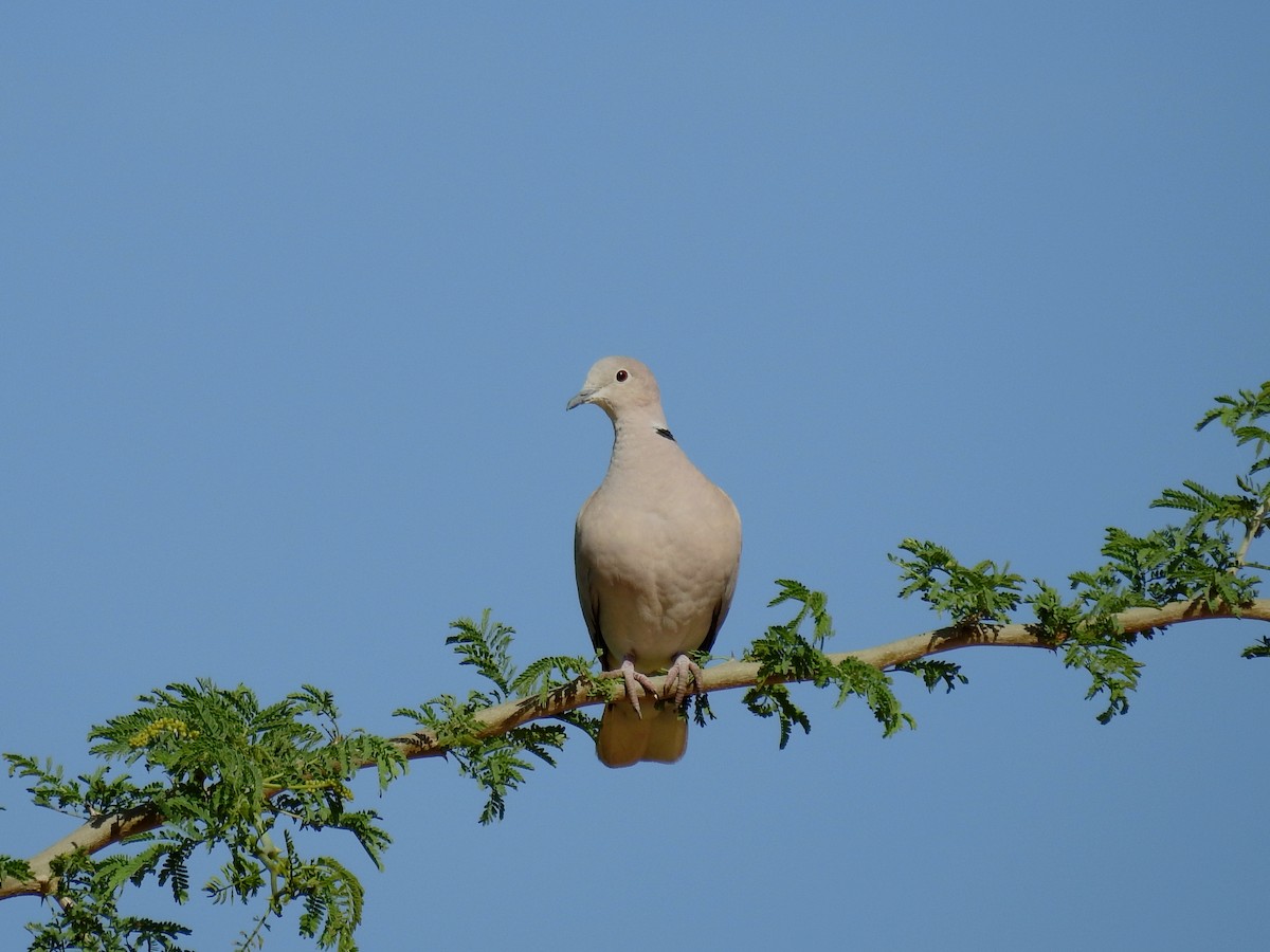 African Collared-Dove - ML408414631