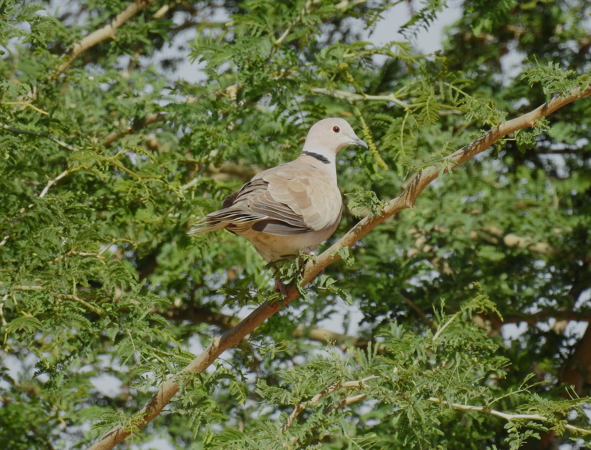 African Collared-Dove - ML408414761