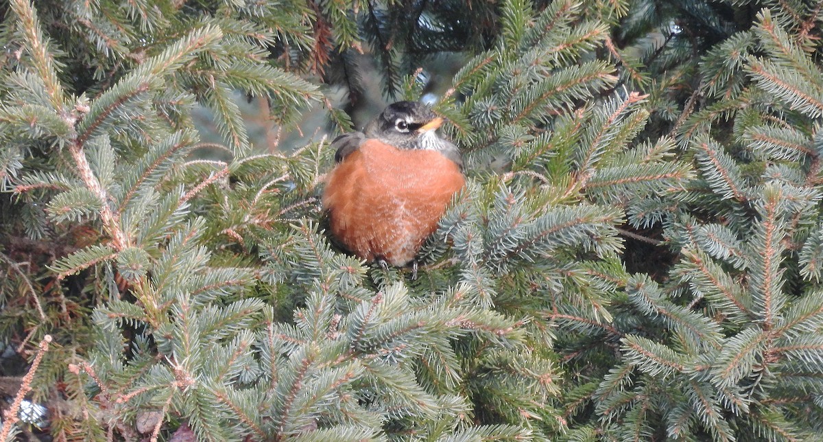 American Robin - ML408417191