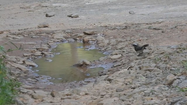 White-browed Fantail - ML408417331